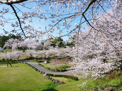 菊池神社、菊池公園の桜photoコレクション 2013_a0254656_17252094.jpg