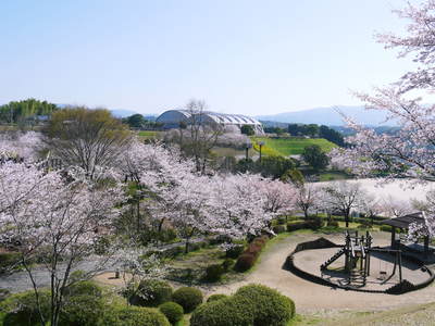 菊池神社、菊池公園の桜photoコレクション 2013_a0254656_17323427.jpg