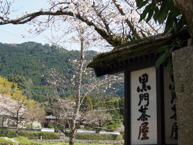 朝倉市、秋月〜甘木公園へ桜を求めて_b0124456_18111858.jpg