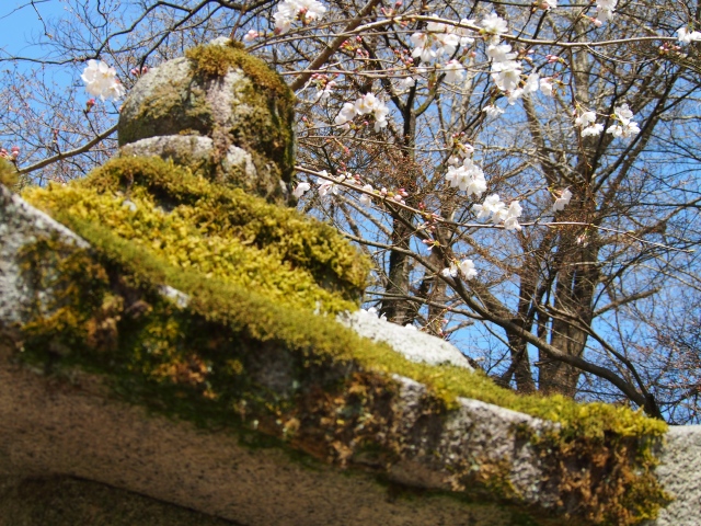 朝倉市、秋月〜甘木公園へ桜を求めて_b0124456_18411170.jpg