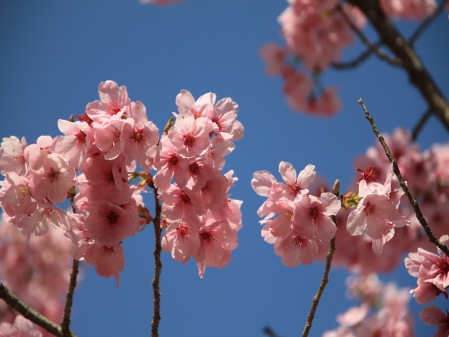 朝倉市、秋月〜甘木公園へ桜を求めて_b0124456_1919781.jpg