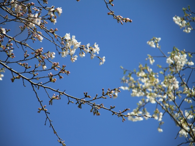 朝倉市、秋月〜甘木公園へ桜を求めて_b0124456_1921287.jpg