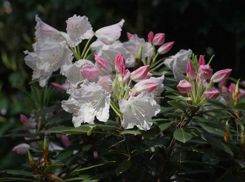 アカボシシャクナゲ Rhododendron Hyperythrum 鳥平の自然だより 植物編
