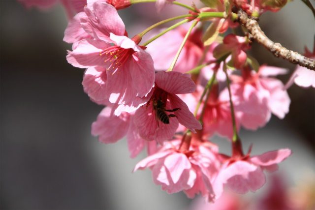 お寺さんの桜、ヨウコウ満開＼(^O^)/ _d0152261_21151749.jpg