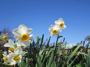 もうすぐ春が来るよ!!地鉄の休日♪♪♪3月23,24日の運行情報_a0243562_13151560.jpg