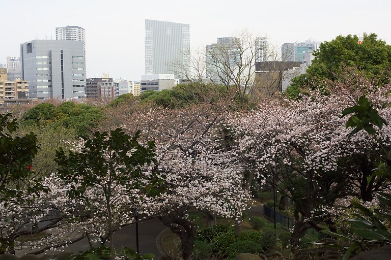 横浜　掃部山公園(３月２０日）_c0057265_3145749.jpg