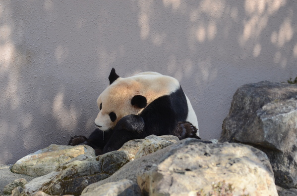 出張パンダ 2013.2 白浜~似てるかな？~_b0286966_23344035.jpg