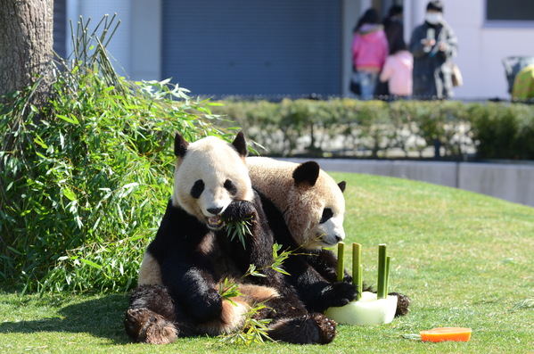 出張パンダ 2013.2 白浜~似てるかな？~_b0286966_23364061.jpg