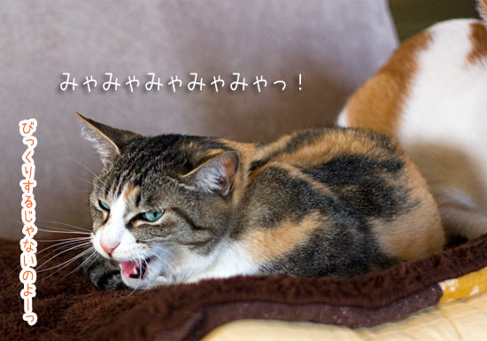 くしゃみうるさい 梅蔵猫日記