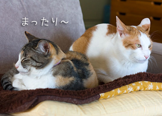 くしゃみうるさい 梅蔵猫日記