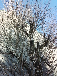 プチ便り(桜開花)_a0206870_1452948.jpg