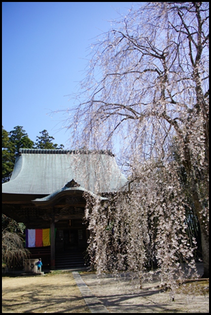 しだれ桜としば桜_b0192470_1773545.jpg