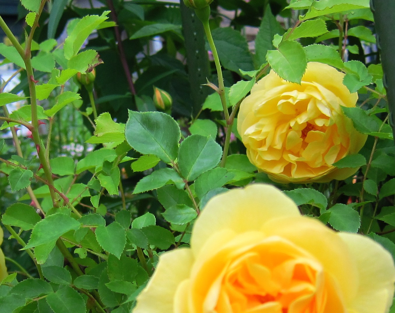 幸せの黄色い薔薇 | GANREF