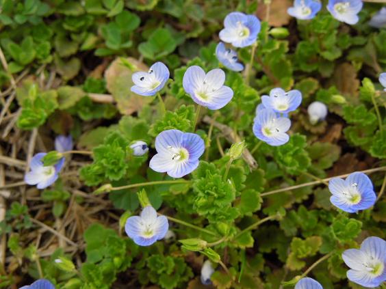 花粉症にも負けず！！ウォーキング★_e0107171_5171744.jpg