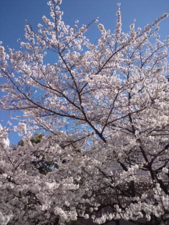桜、満開です♥_a0138976_15345580.jpg