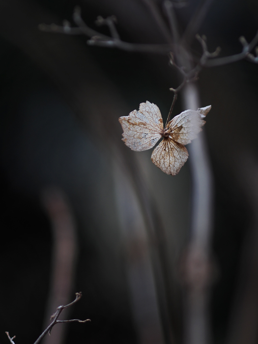 赤塚植物園＊２月オフ会＊_a0161380_1243245.jpg