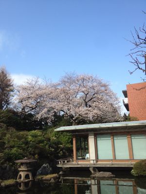 近所の春_c0204289_1814294.jpg
