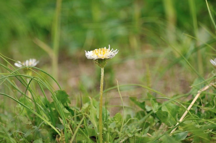 2013.03.20　シロバナタンポポ　桜草公園　埼玉県さいたま市_b0217090_2283411.jpg