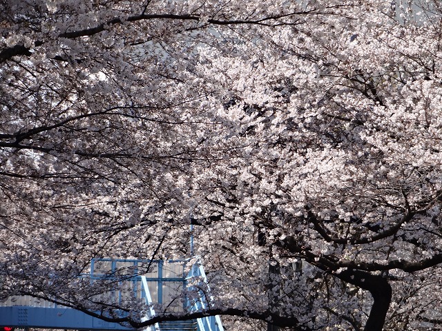 d0050290_23465131.jpg