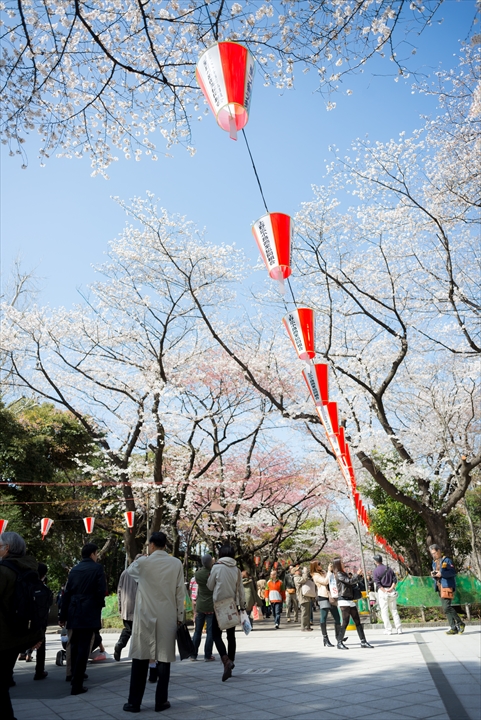 桜日和_a0296897_1323349.jpg