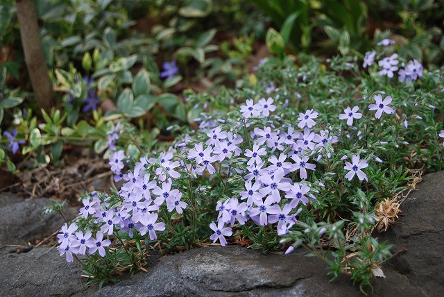 春の開花報告③小花編_c0124100_23592668.jpg