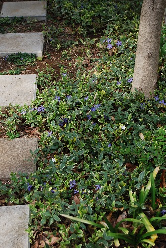 春の開花報告③小花編_c0124100_23593555.jpg