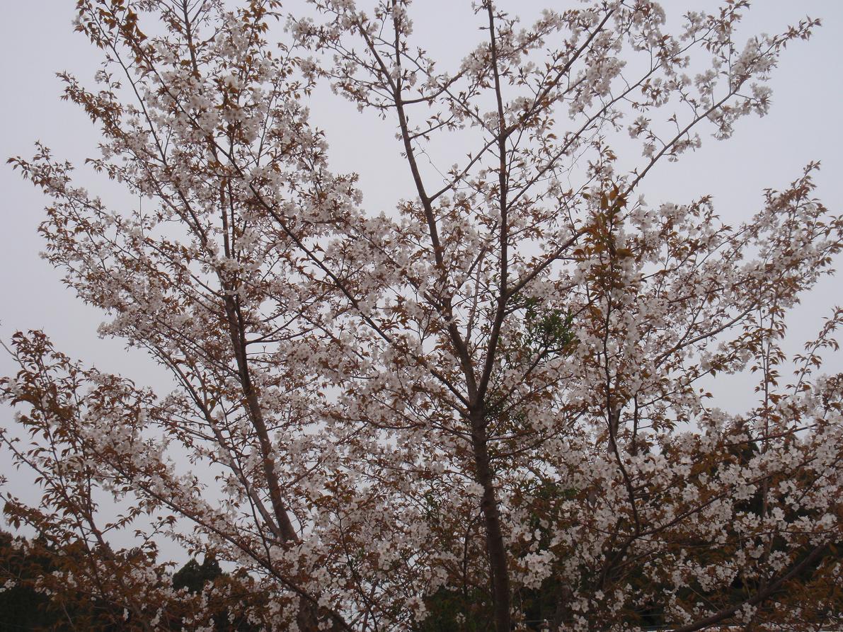 b0172502_11235568.jpg