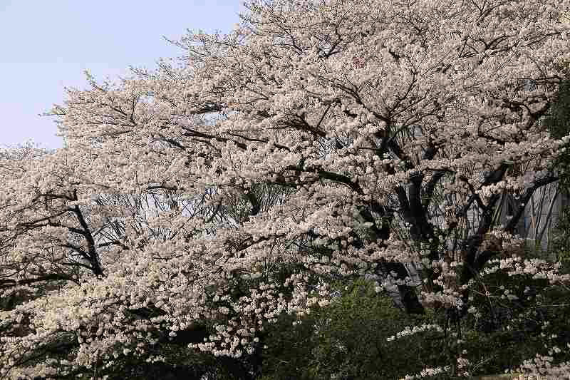 満開の桜に乾杯！_a0188405_8395087.jpg