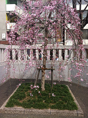 神楽坂の桜_a0292705_186190.jpg
