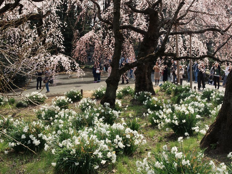 新宿御苑の枝垂れ桜　２_b0231705_21291399.jpg