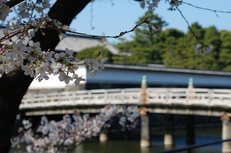 朝もはよから人がいっぱい。。。千鳥ヶ淵の桜_a0017909_23214150.jpg