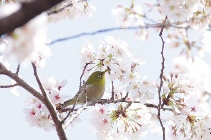 千鳥ヶ淵で　桜にメジロ_b0151409_23301977.jpg