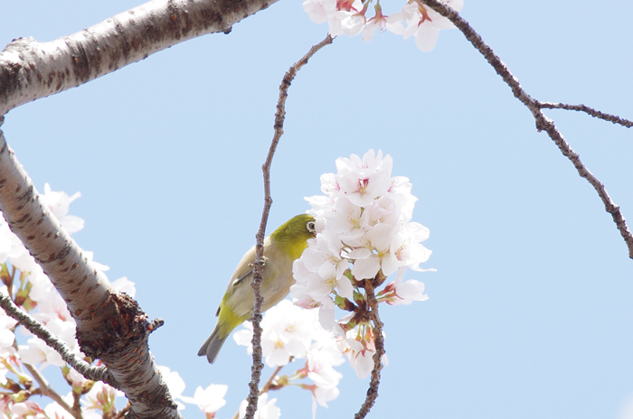 千鳥ヶ淵で　桜にメジロ_b0151409_2331155.jpg