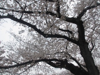 今まさに満開です!_d0091909_16562876.jpg
