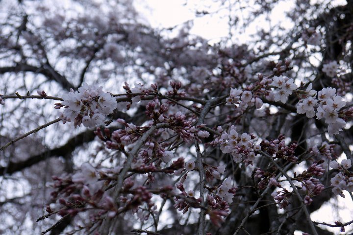 a0268412_2355283.jpg