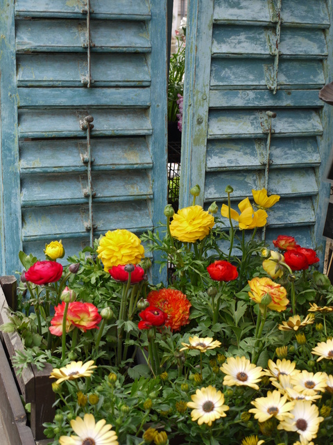 この日 ２軒目の花屋さんは ひたちなか サマースノー ちいさな幸せのある毎日