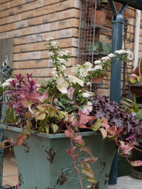 この日 ２軒目の花屋さんは ひたちなか サマースノー ちいさな幸せのある毎日