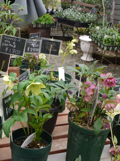 この日 2軒目の花屋さんは ひたちなか サマースノー ちいさな幸せのある毎日 この日 2軒目の花屋さんは ひたちなか サマースノー ちいさな幸せのある毎日