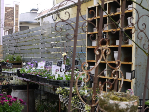 この日 2軒目の花屋さんは ひたちなか サマースノー ちいさな幸せのある毎日 この日 2軒目の花屋さんは ひたちなか サマースノー ちいさな幸せのある毎日