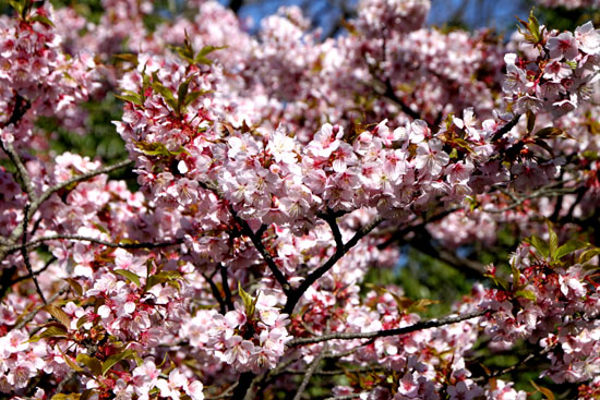 植物園1　早咲き桜_e0048413_17361610.jpg