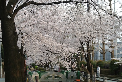 桜_e0185515_20112245.jpg