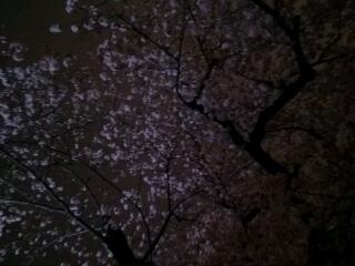 夜桜見物☆_f0101615_834389.jpg