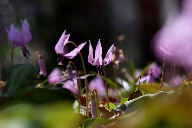 薬用植物園　カタクリ_e0117318_13364919.jpg