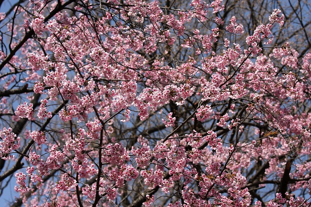 薬用植物園　カタクリ_e0117318_13505195.jpg