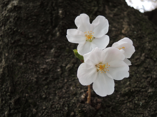 春爛漫☆満開の桜☆_f0207320_21201267.jpg