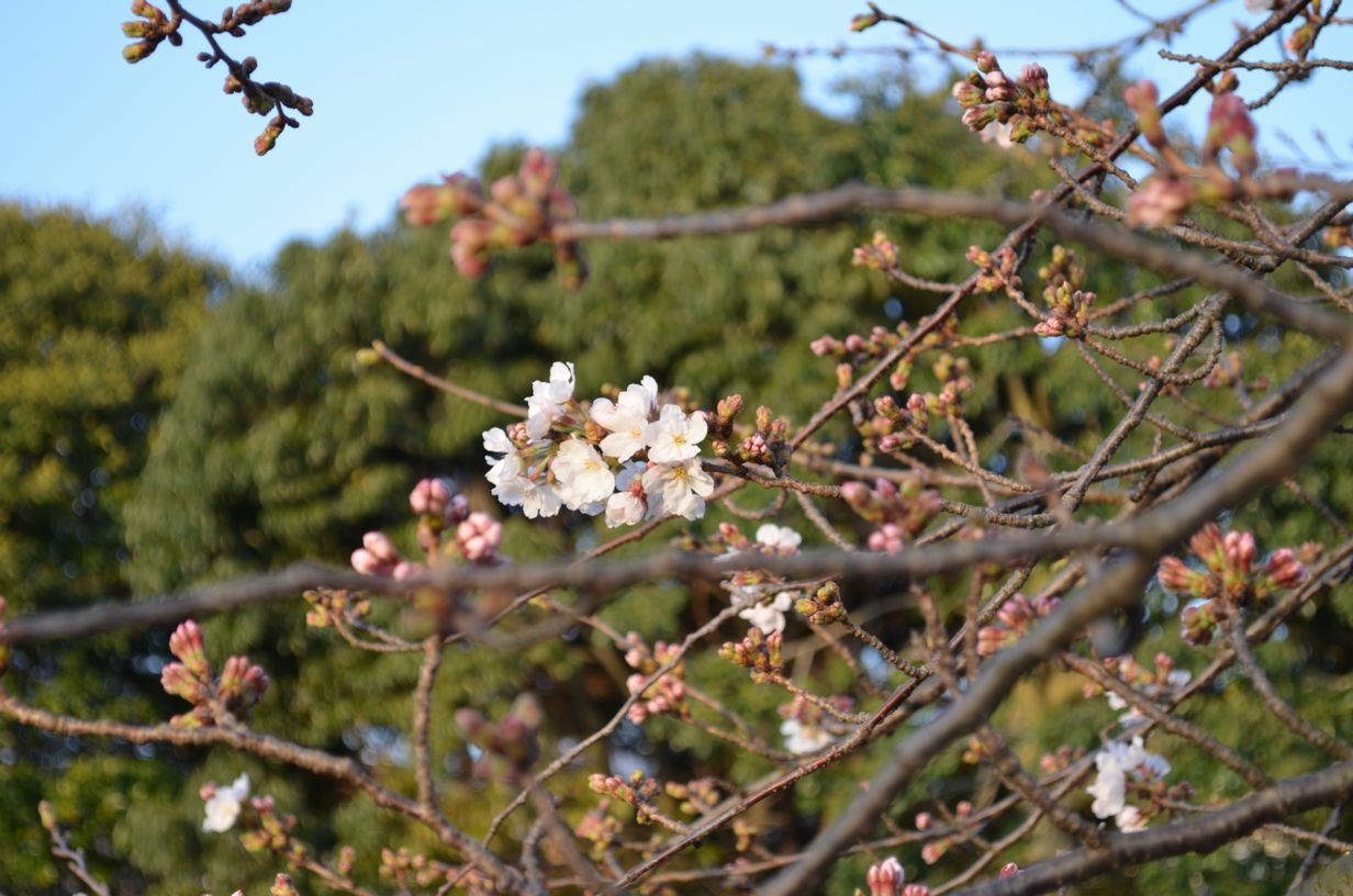 須津川の桜が今週末辺りから見ごろに！_b0287726_5253192.jpg