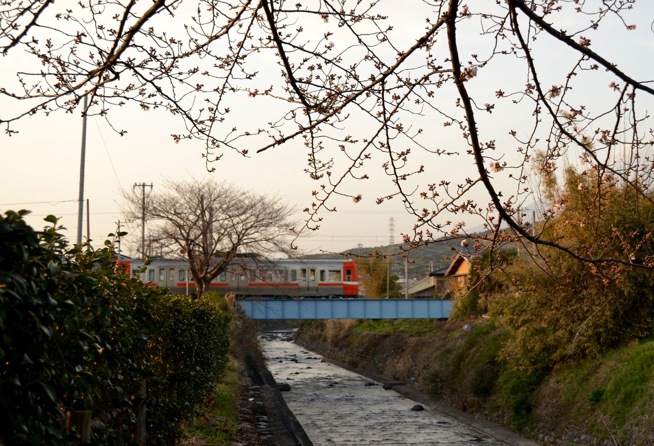 須津川の桜が今週末辺りから見ごろに！_b0287726_5261933.jpg