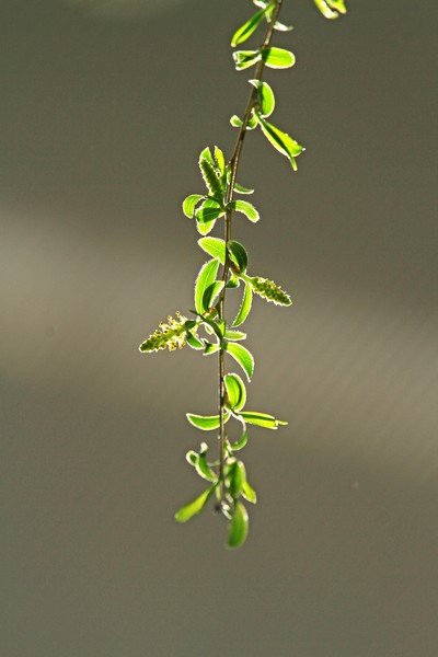 c0104227_69577.jpg