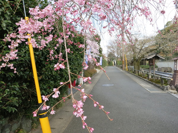 しだれ桜の盆栽_a0197730_2121019.jpg