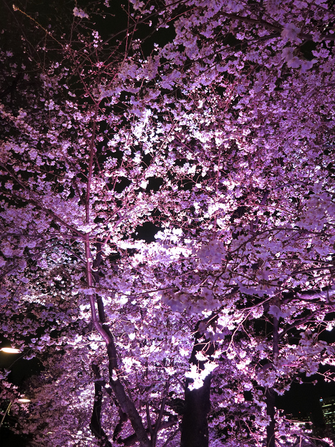 桜の季節は・・・_b0169330_17353555.jpg